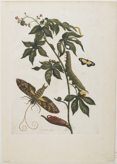 Schwärmer, Larve, Puppe und Blume, 1705-71 von Maria Sibylla Merian
